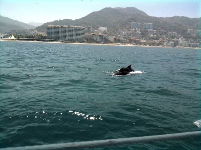 dolphins in vallarta